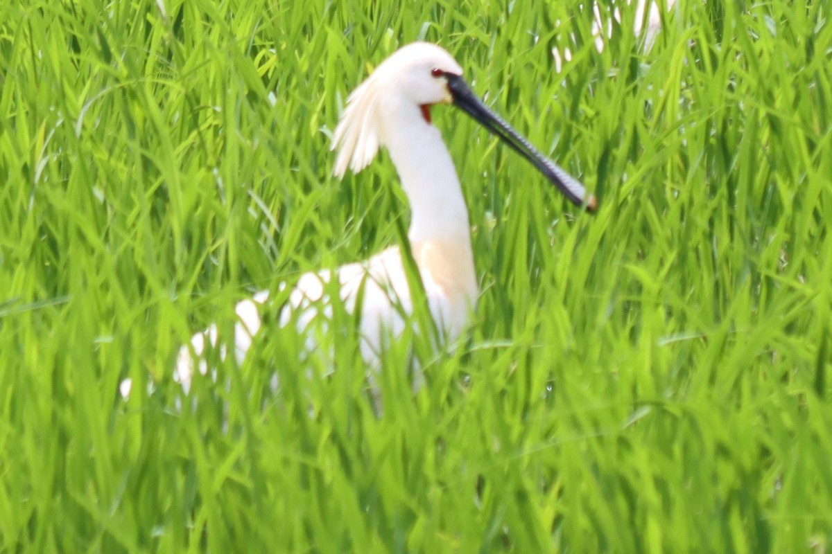 ヘラサギ - ML642101344