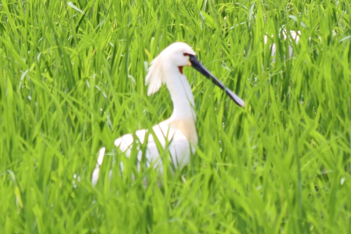 ヘラサギ - ML642101347