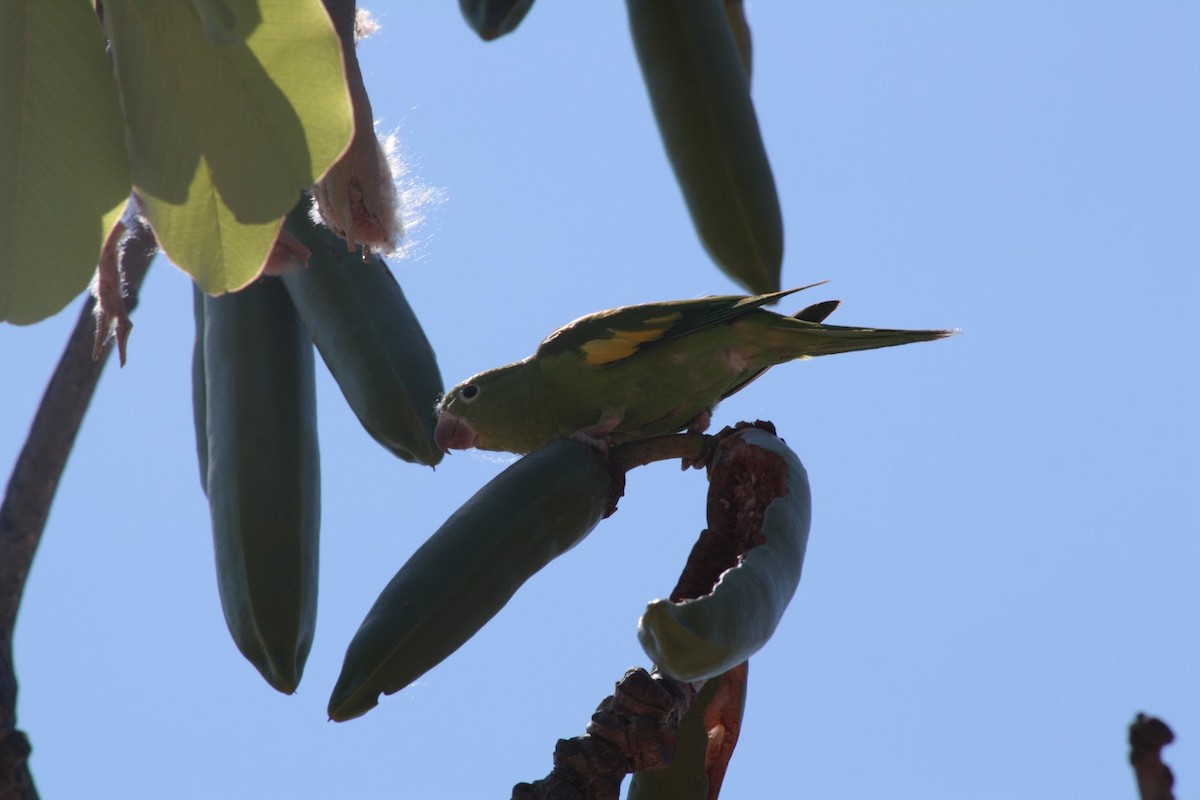 キカタインコ - ML642101356