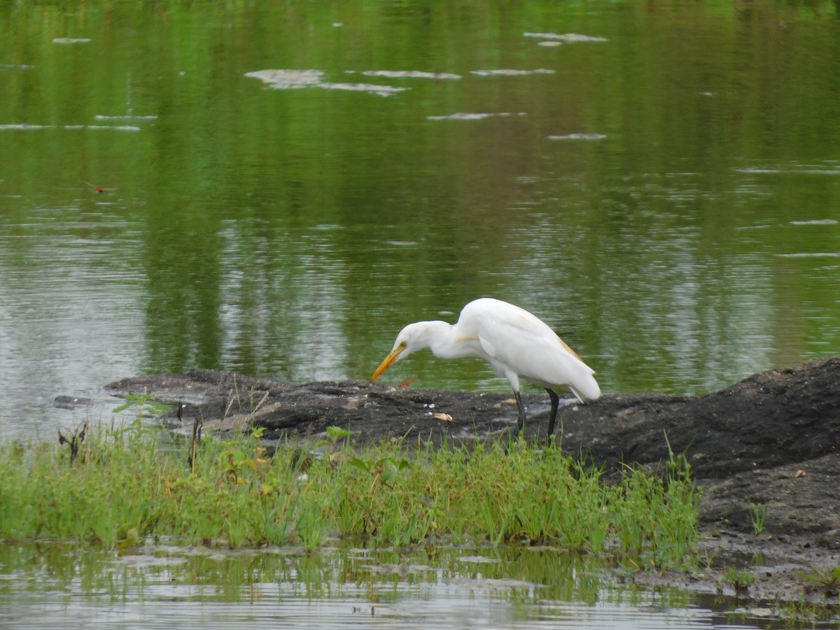 アマサギ - ML642101373