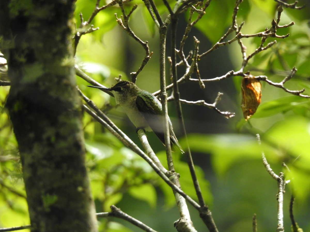Ruby-throated Hummingbird - ML642101394