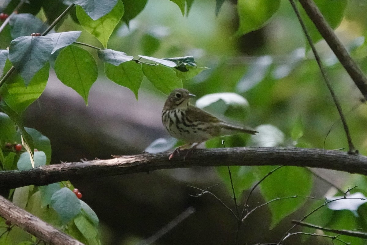 Ovenbird - ML642101422