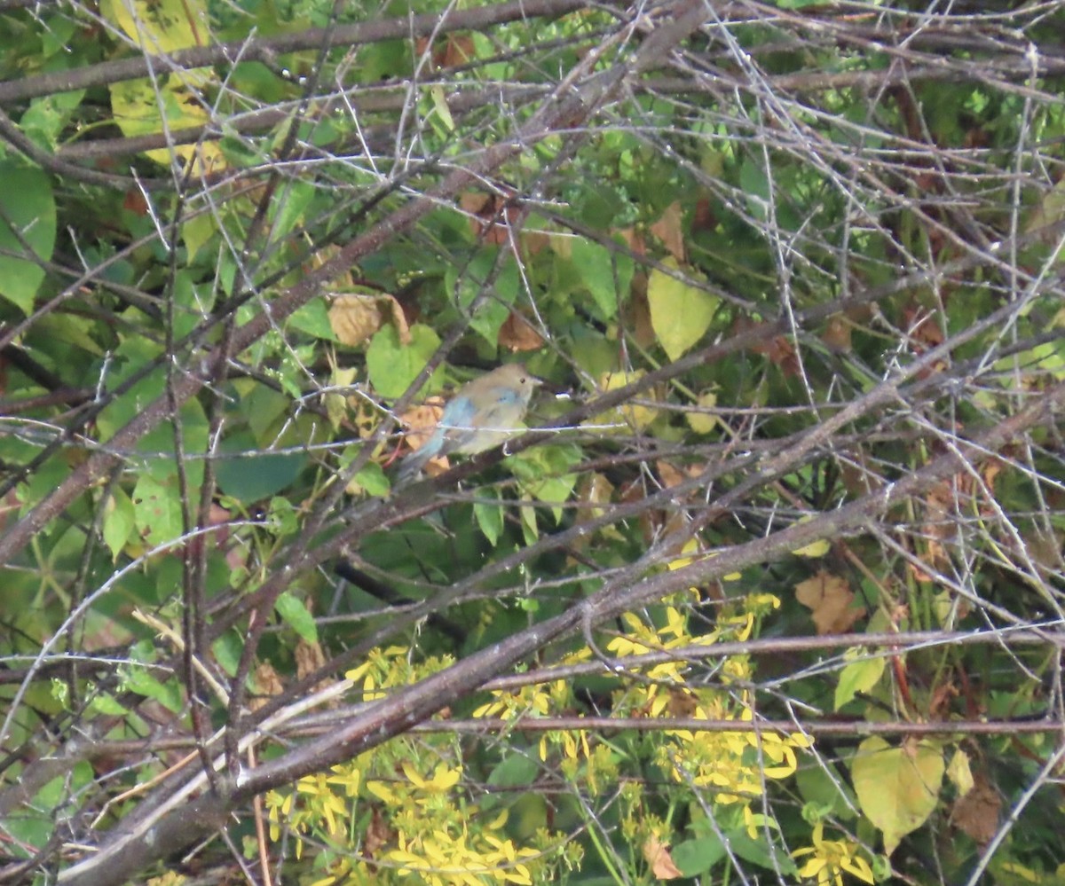 Passerin indigo - ML642101428