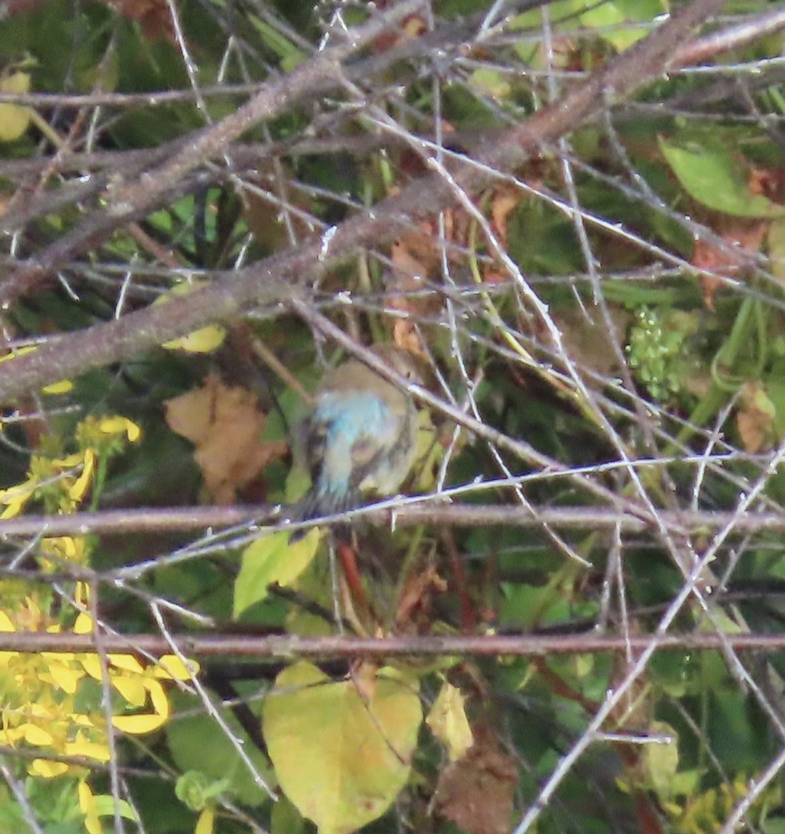 Passerin indigo - ML642101429