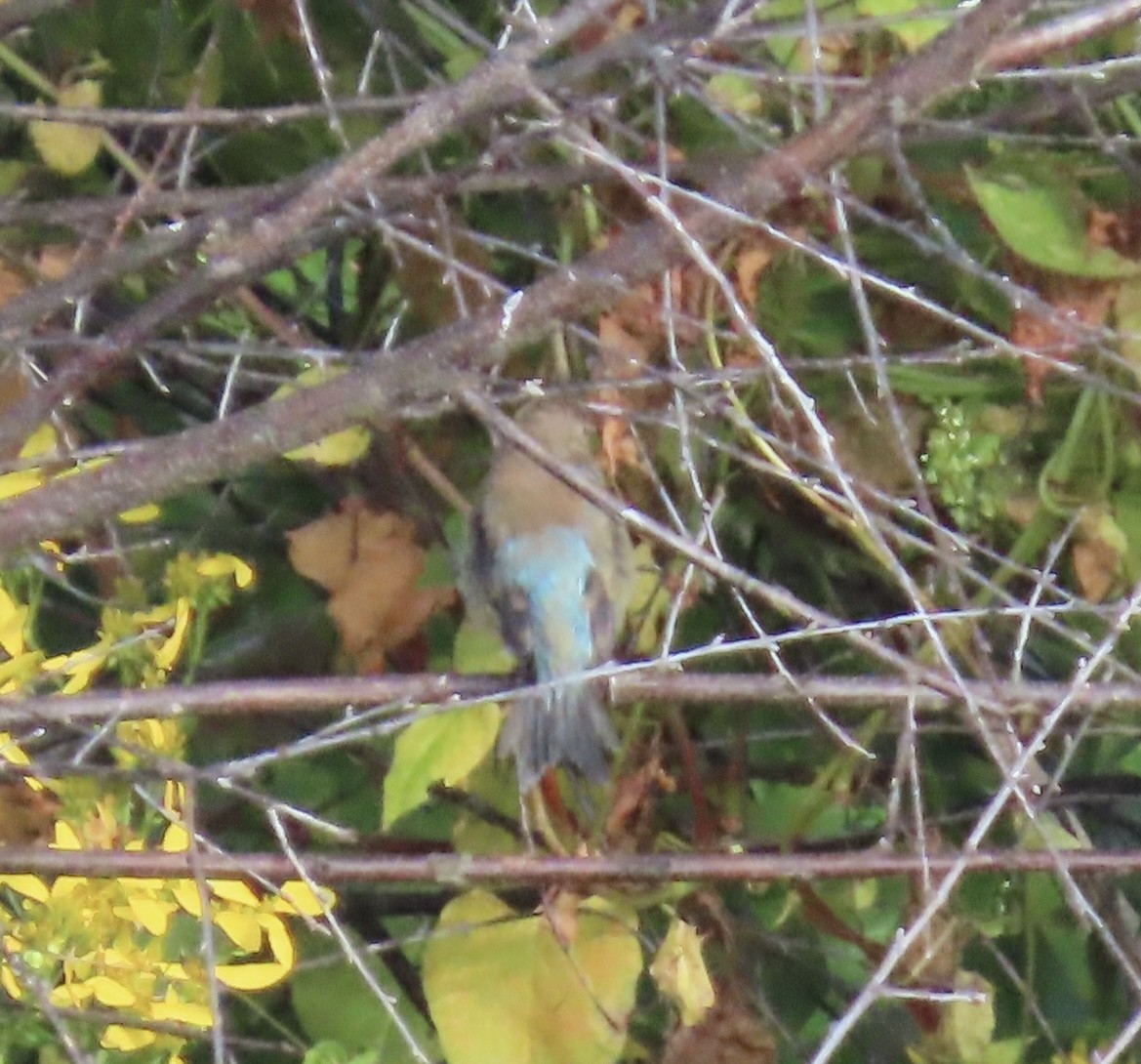 Passerin indigo - ML642101430
