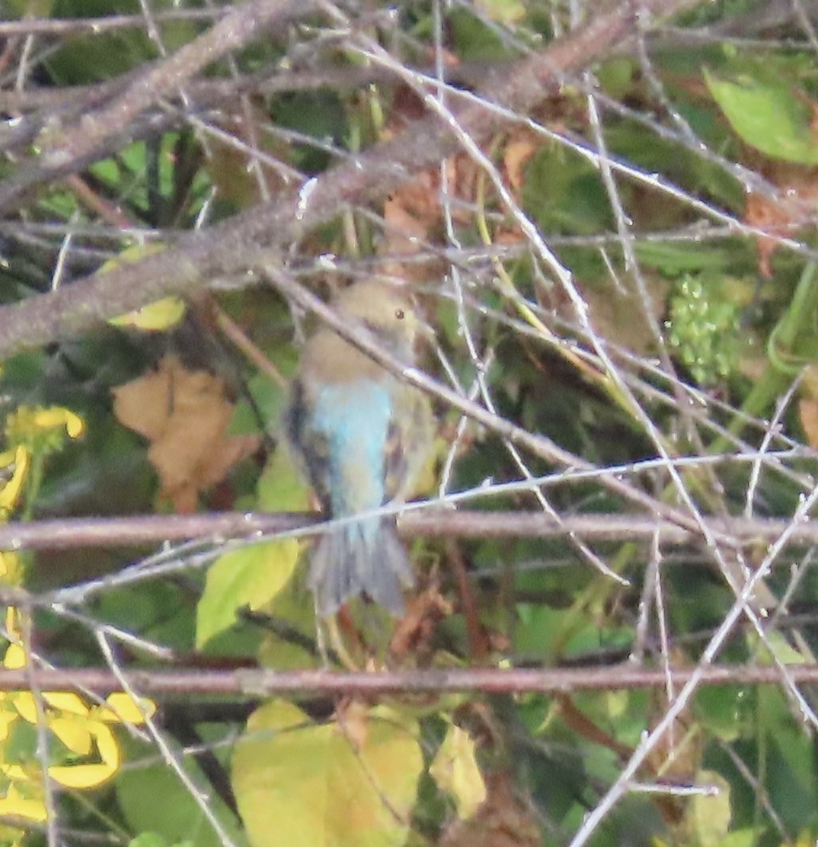 Passerin indigo - ML642101432