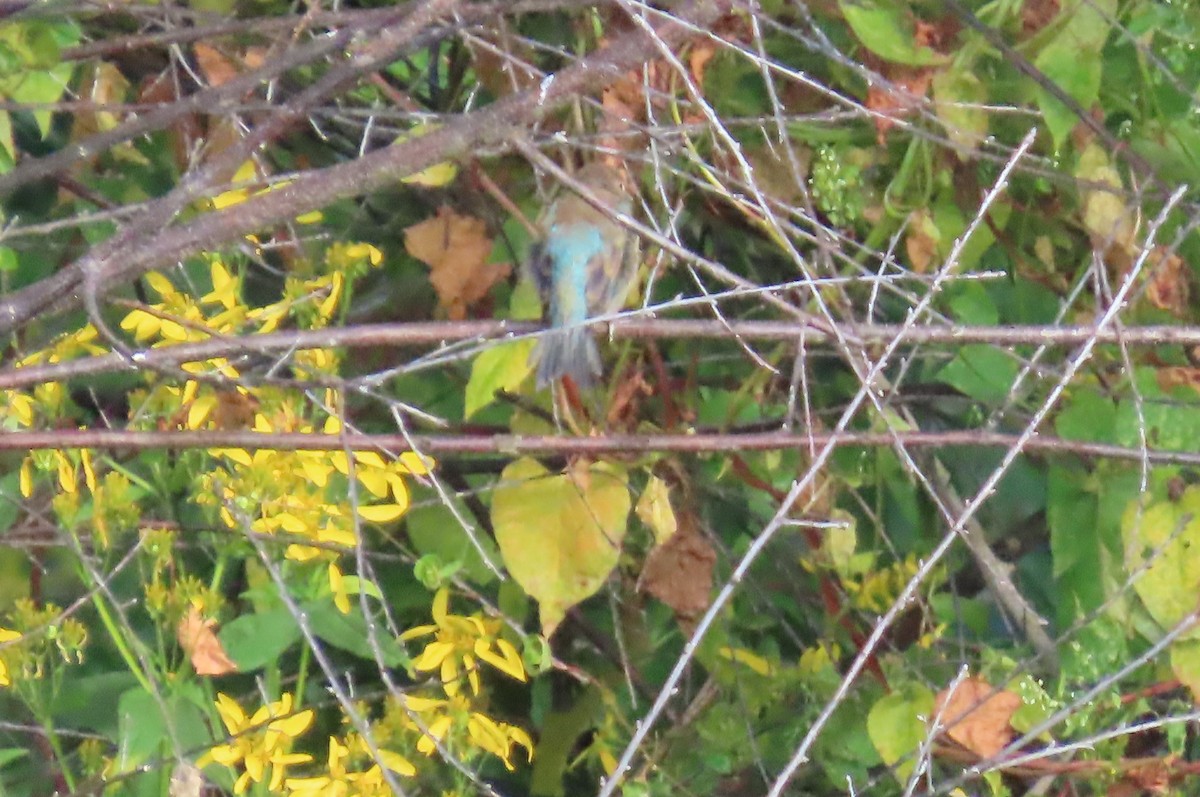 Passerin indigo - ML642101433