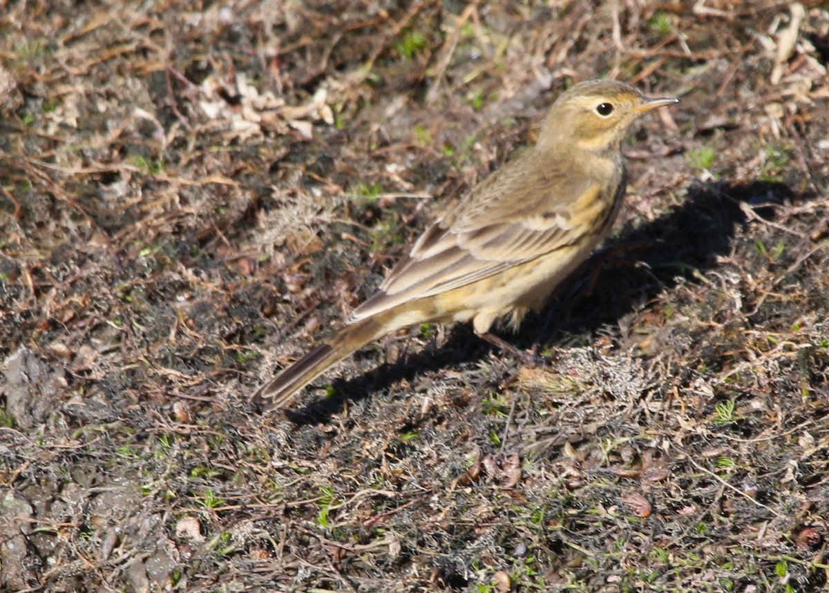 Pipit d'Amérique - ML642101438