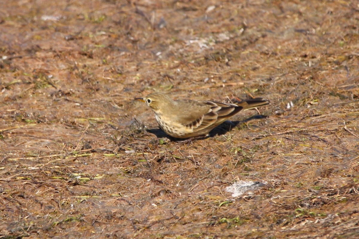 Pipit d'Amérique - ML642101439