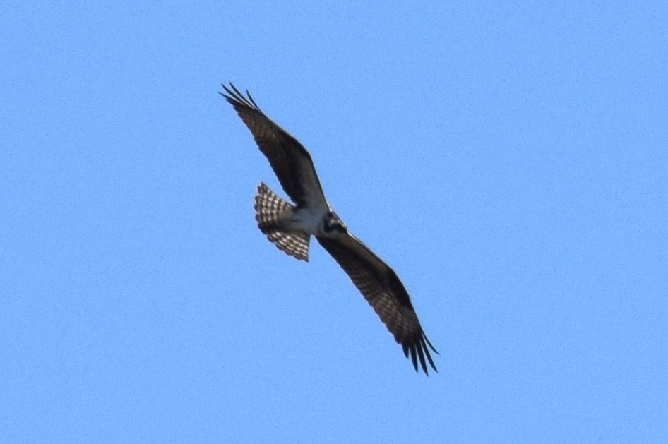 Balbuzard pêcheur - ML642101445