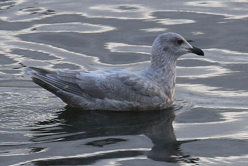 goéland sp. (Larus sp.) - ML642101451
