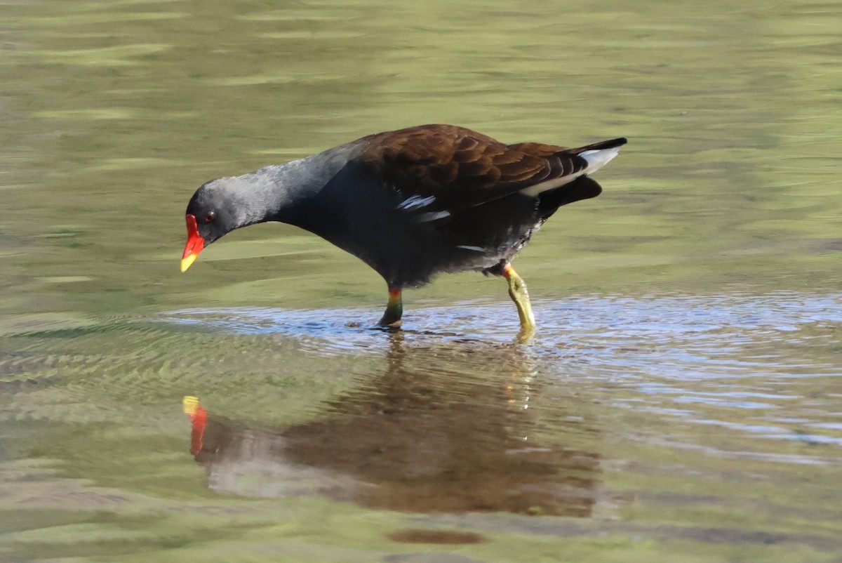 Gallinule poule-d'eau - ML642101452