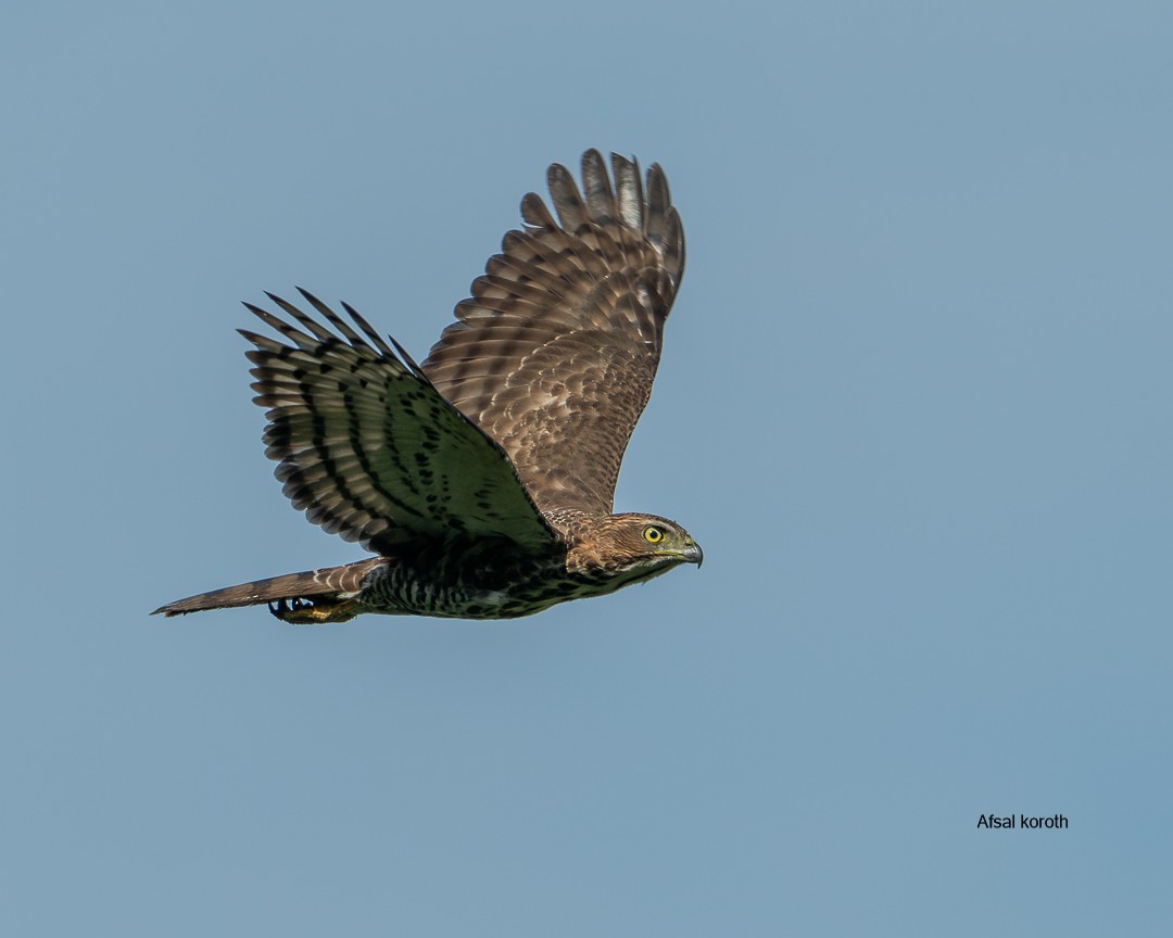 Crested Goshawk - ML642101464