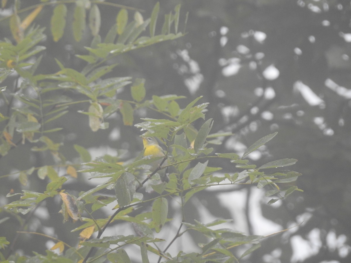 Northern Parula - ML642101466