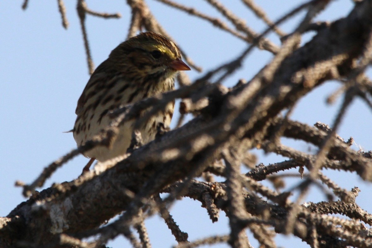 Savannah Sparrow - ML642101468
