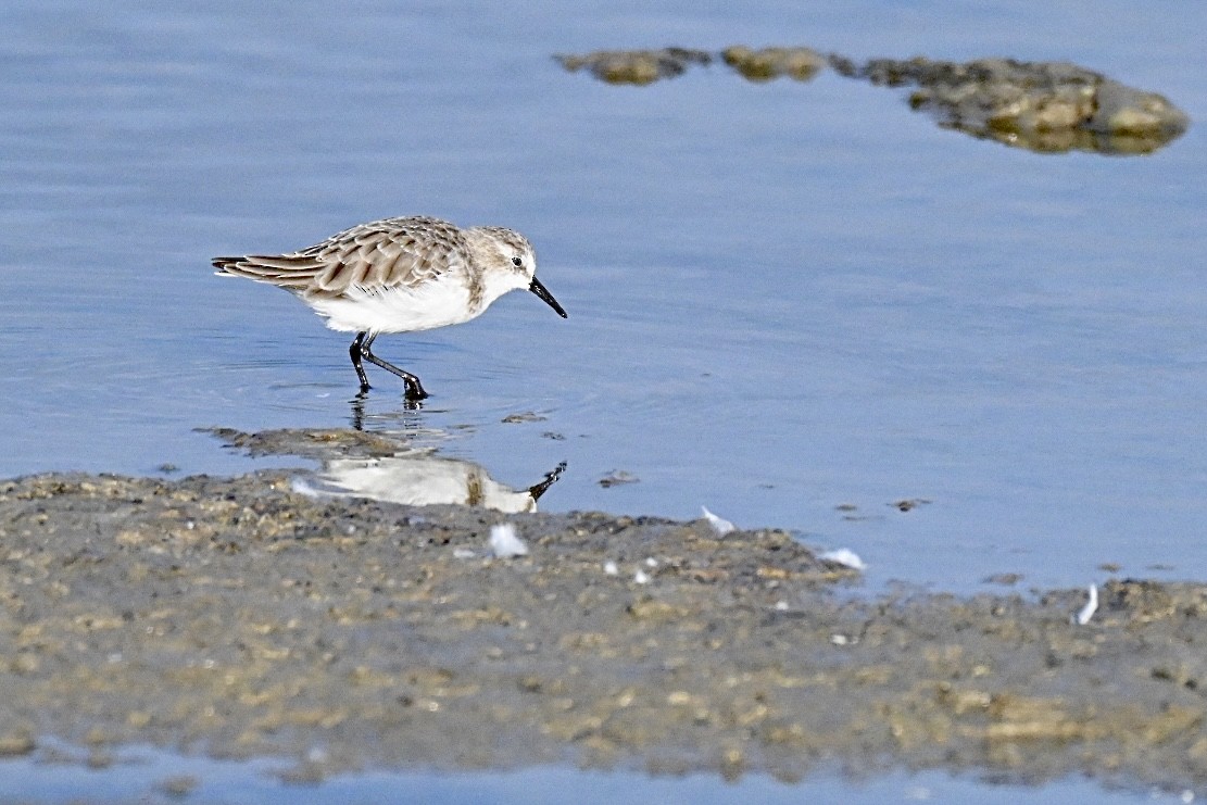 Sanderling - ML642101471