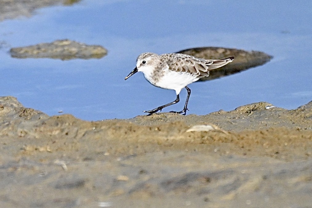 Sanderling - ML642101472