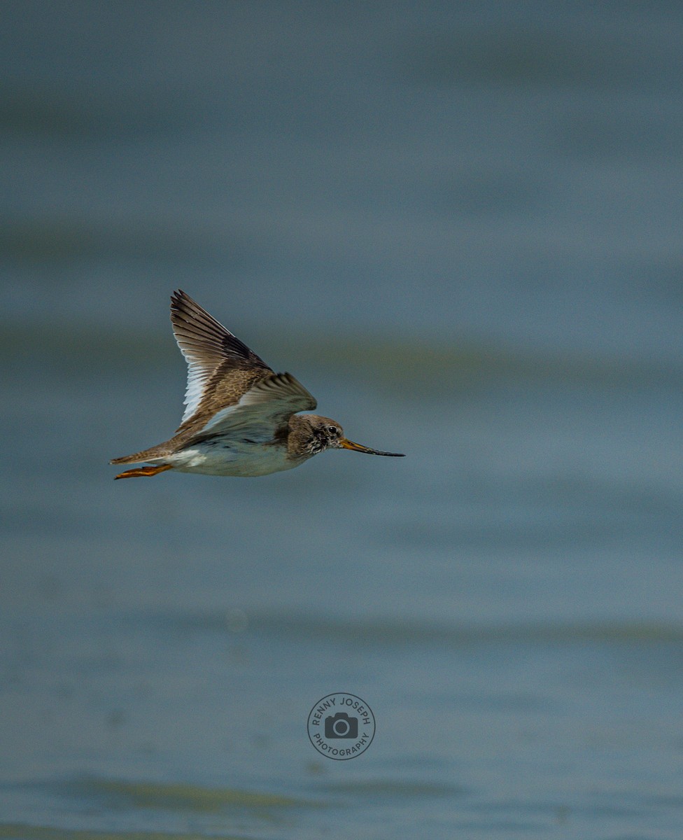 tereksnipe - ML642101475