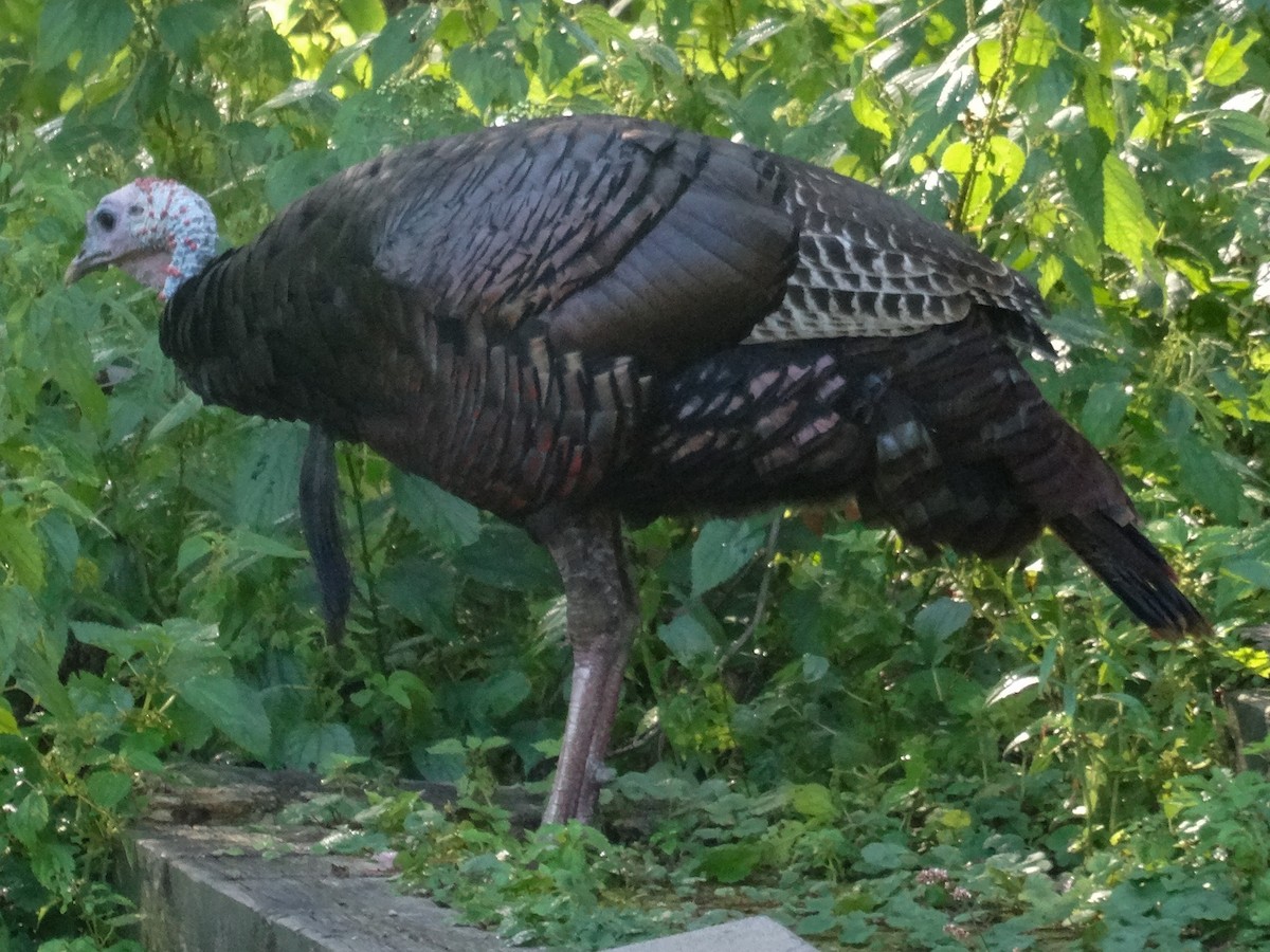 Wild Turkey - ML642101508