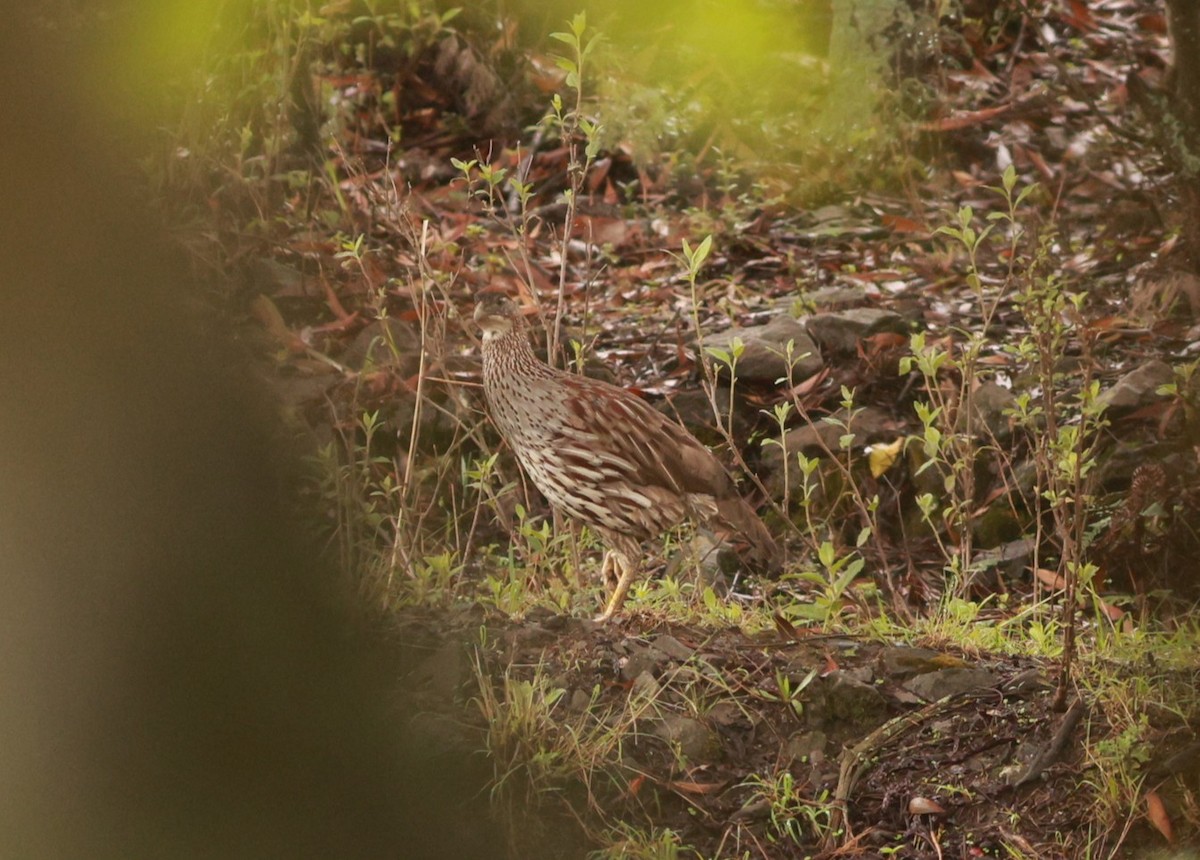Erckel's Spurfowl - ML642101509
