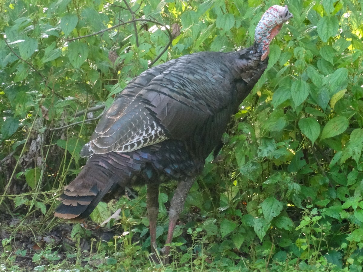 Wild Turkey - ML642101511