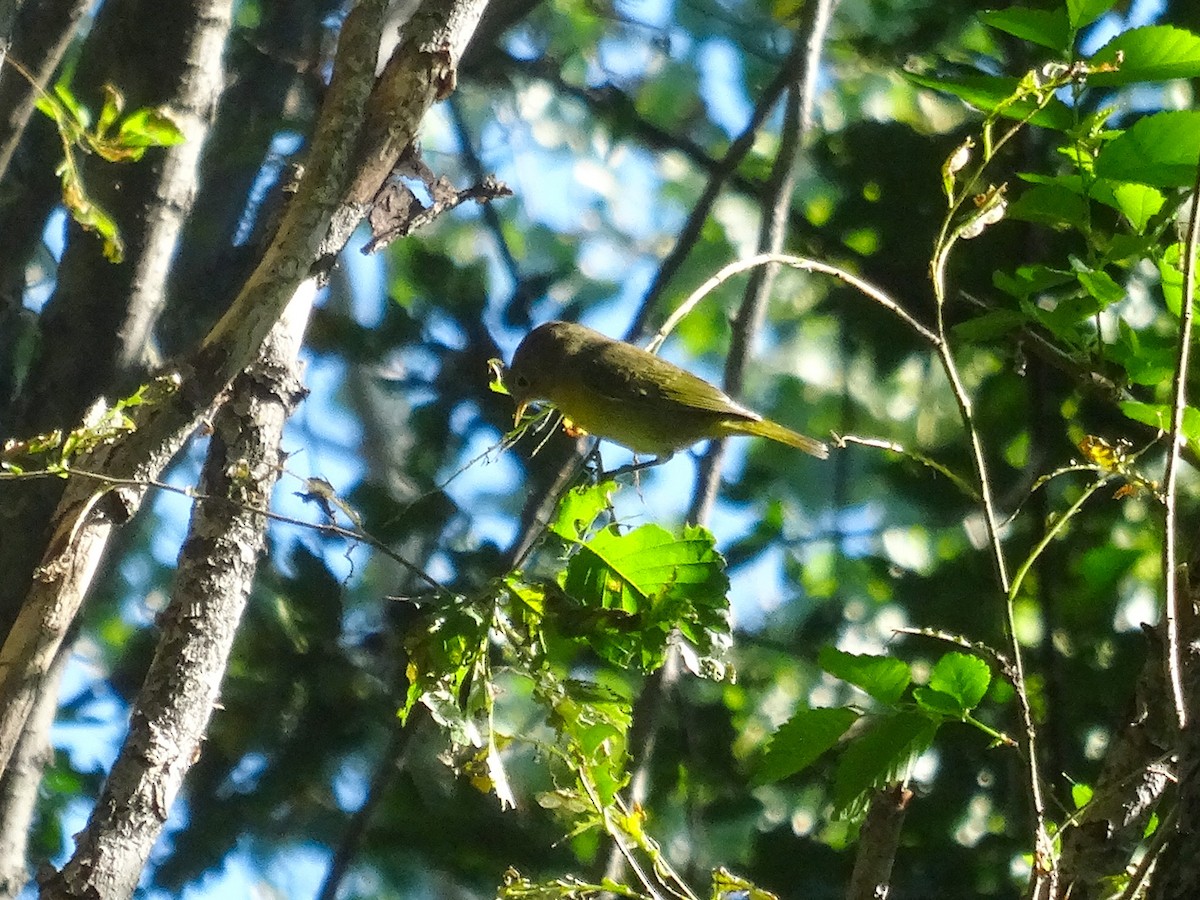 Nashville Warbler - ML642101513