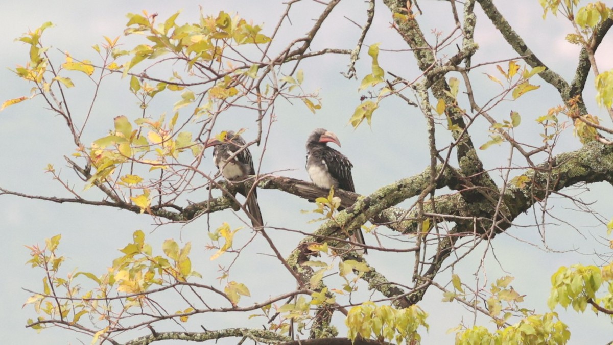 Hemprich's Hornbill - ML642101515
