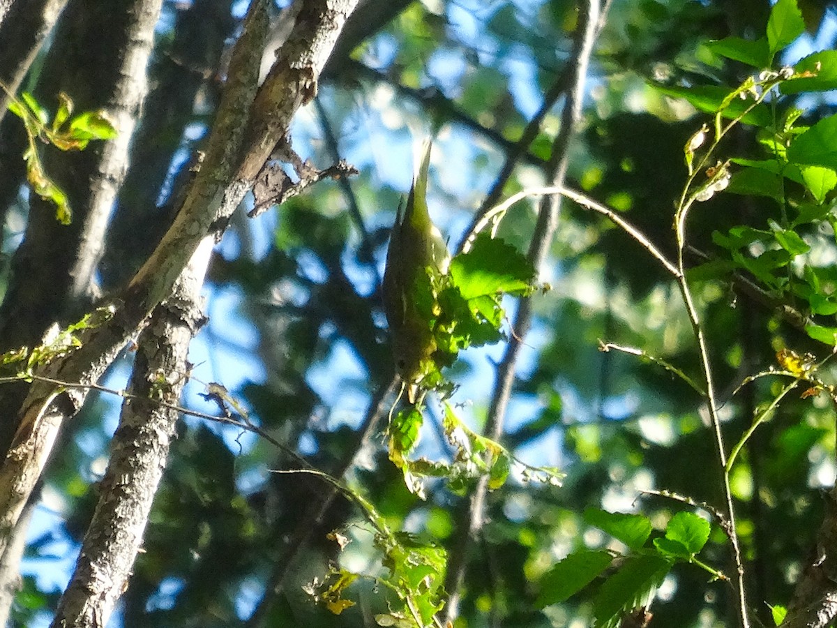 Nashville Warbler - ML642101516