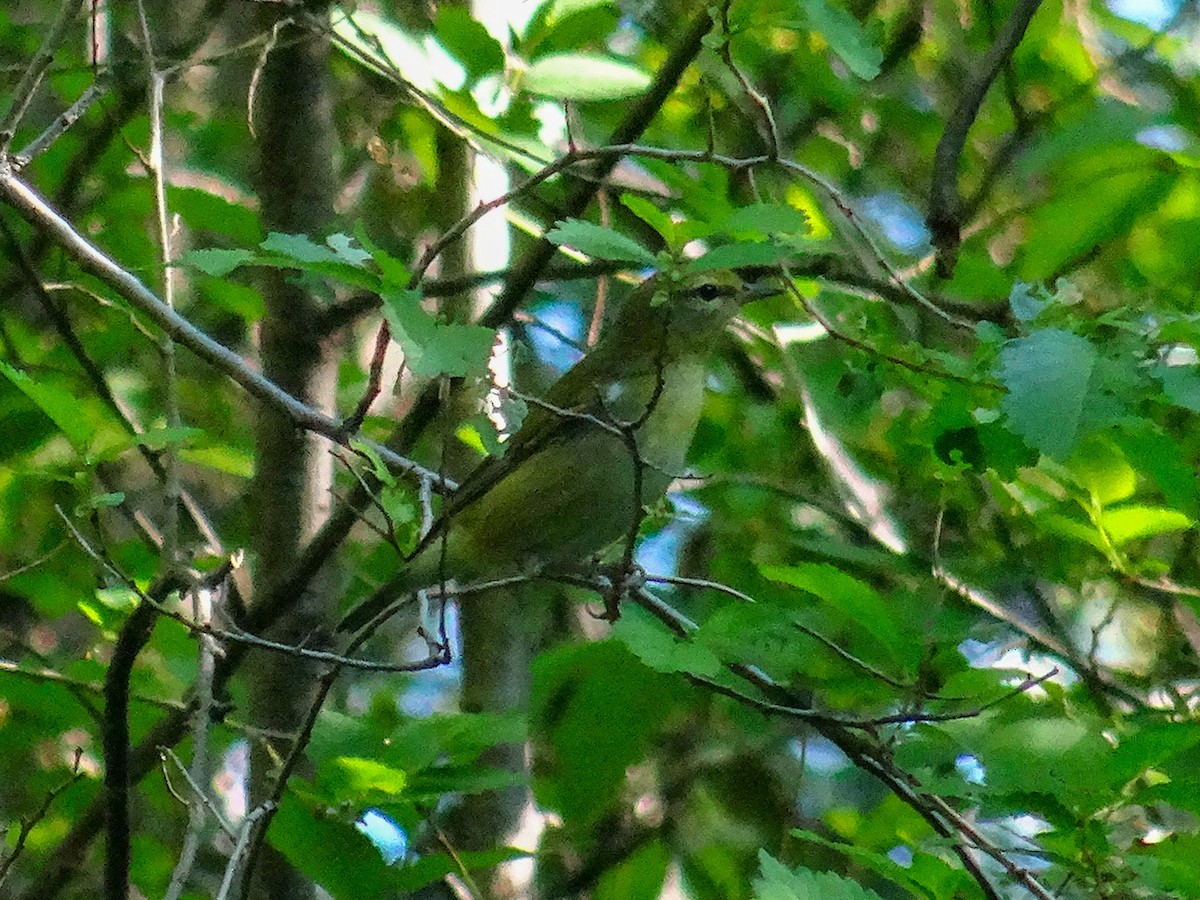 Tennessee Warbler - ML642101518