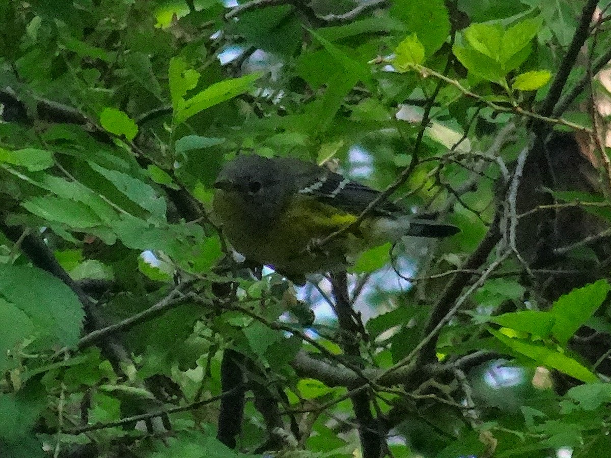 Magnolia Warbler - ML642101524