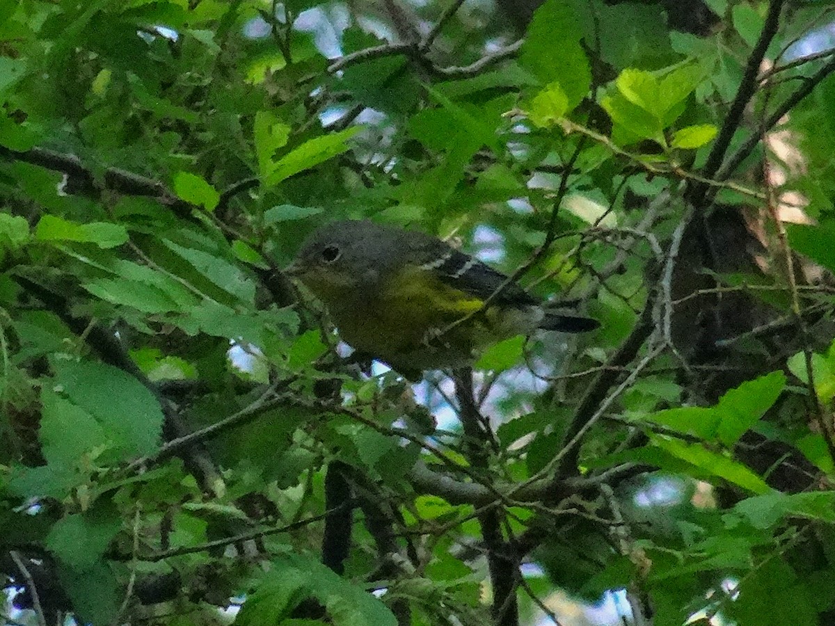 Magnolia Warbler - ML642101526