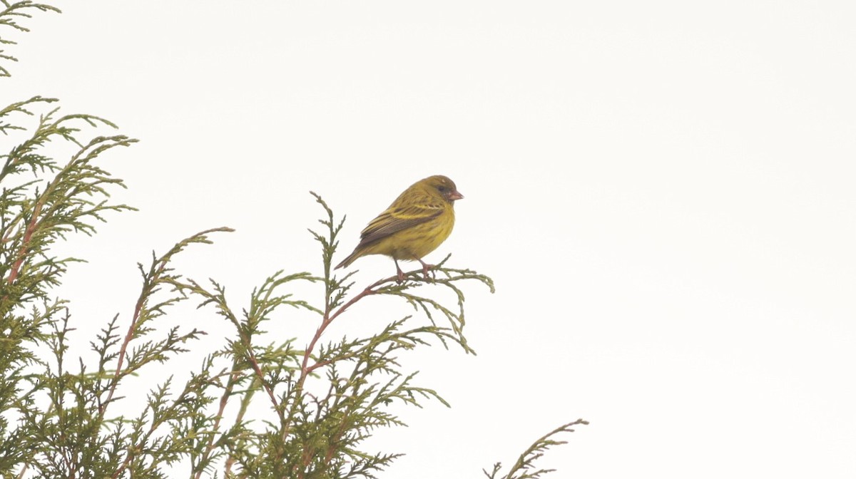 African Citril - ML642101527