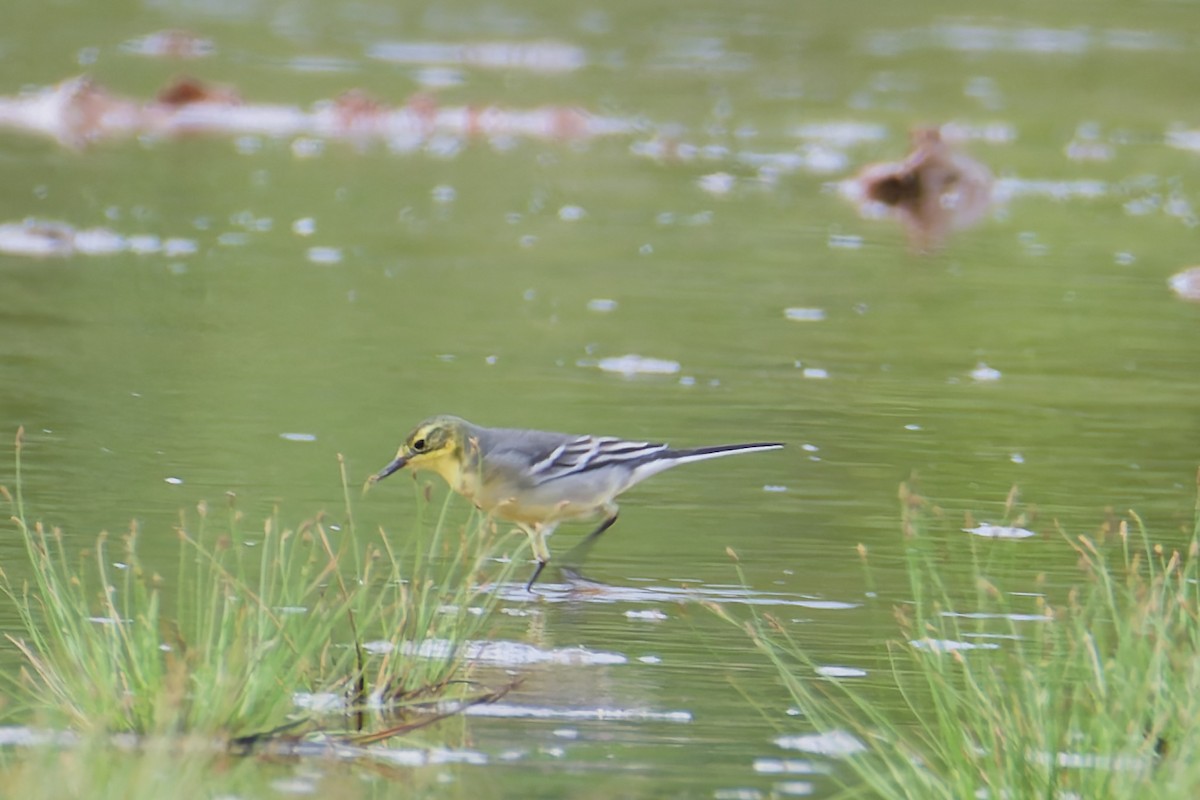 Citrine Wagtail (Gray-backed) - ML642101532
