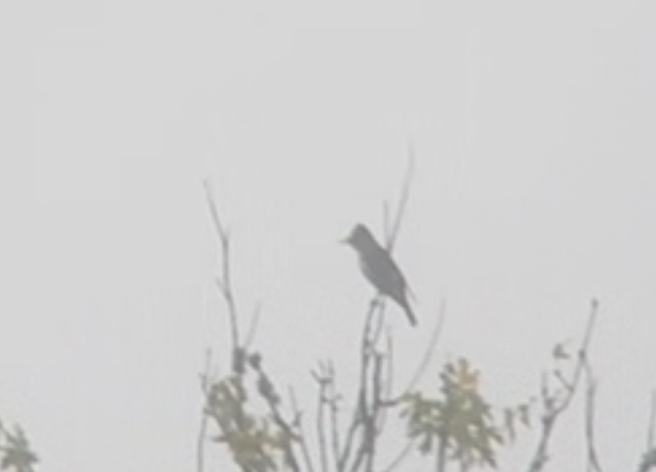 Olive-sided Flycatcher - ML642101536