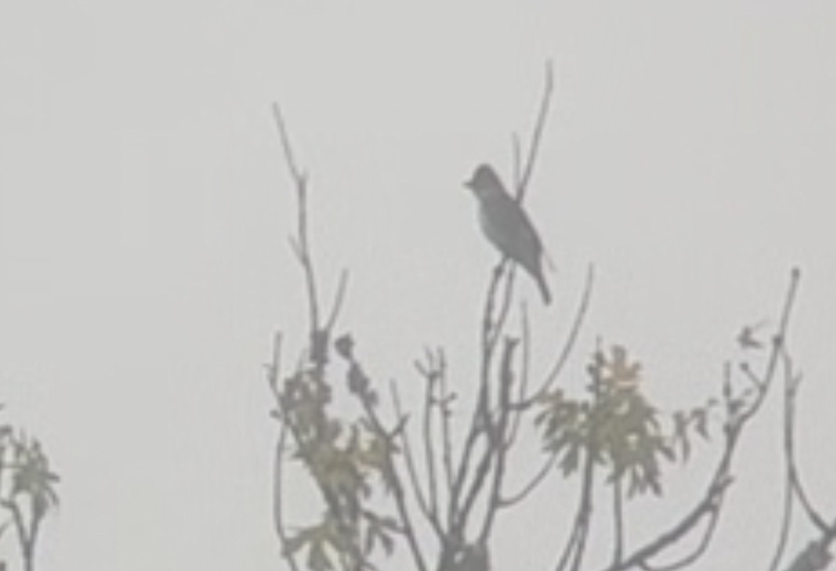 Olive-sided Flycatcher - ML642101537