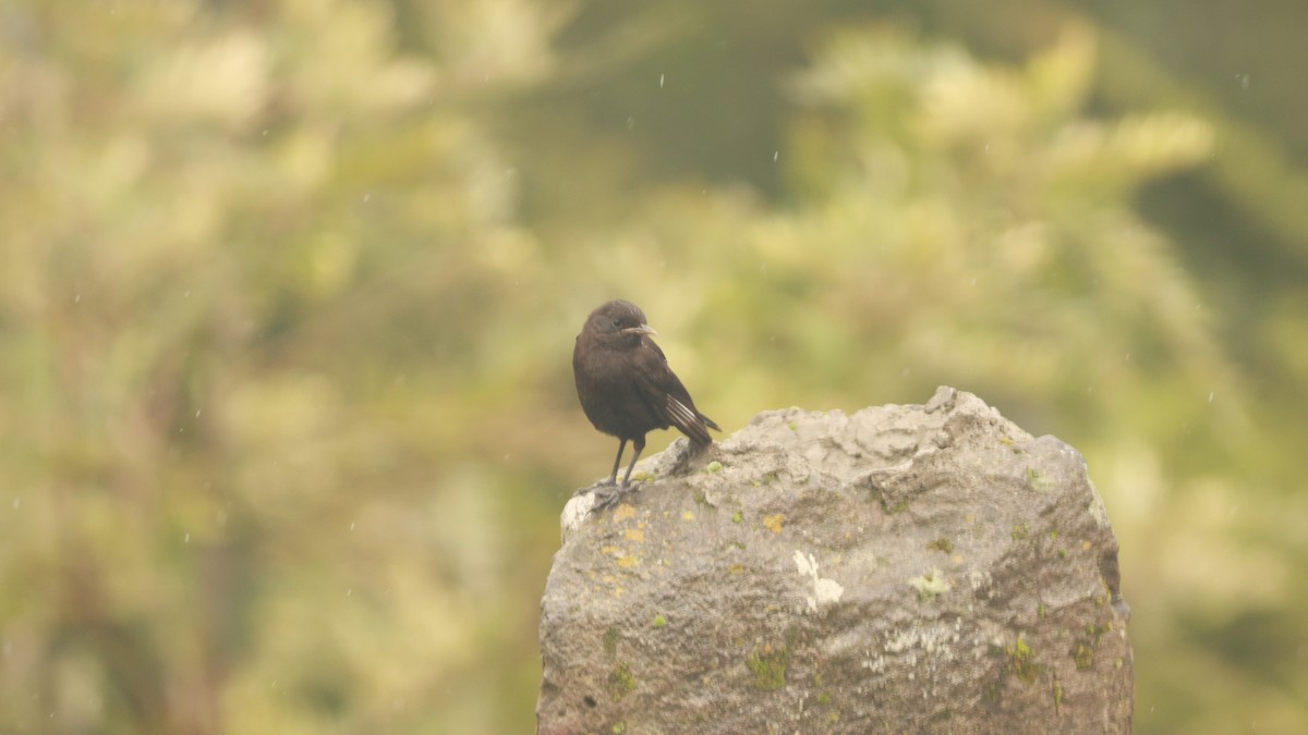 White-winged Cliff-Chat - ML642101553