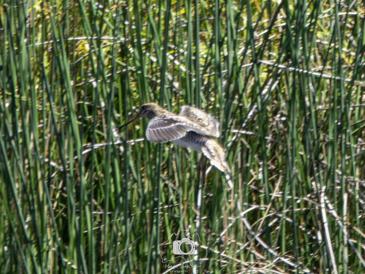 Latham's Snipe - ML642101554