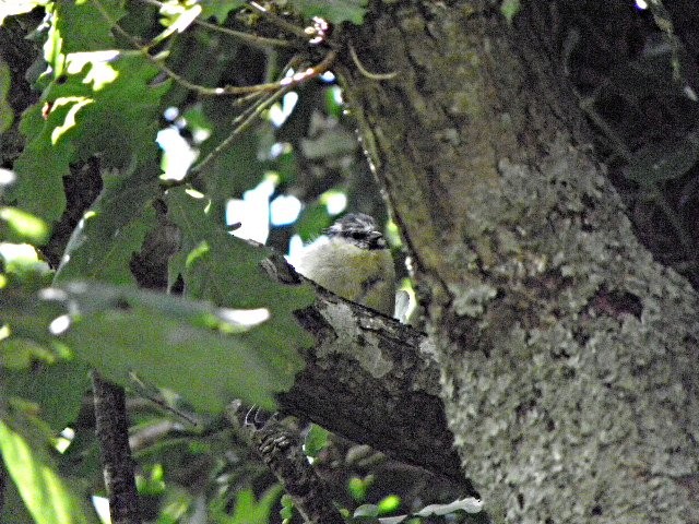 Eurasian Blue Tit - ML642101557