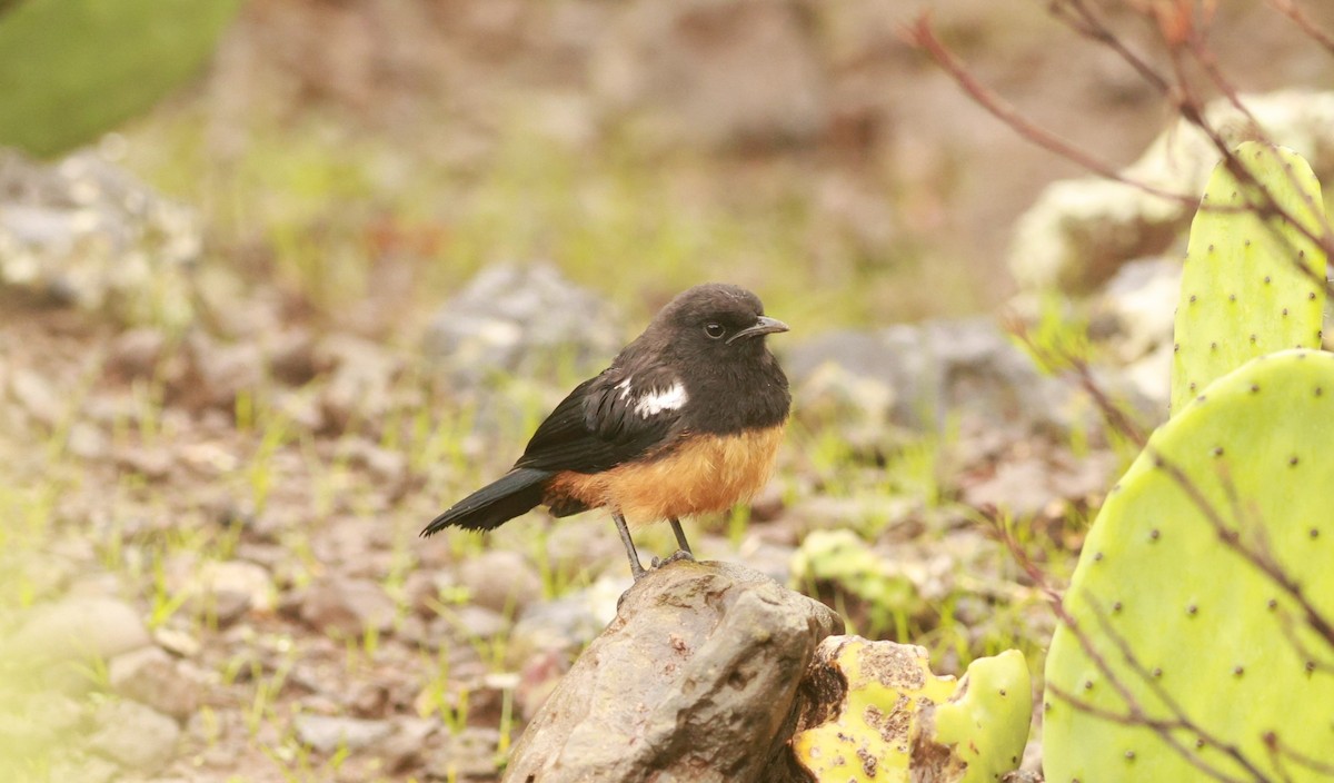 Mocking Cliff-Chat - ML642101560