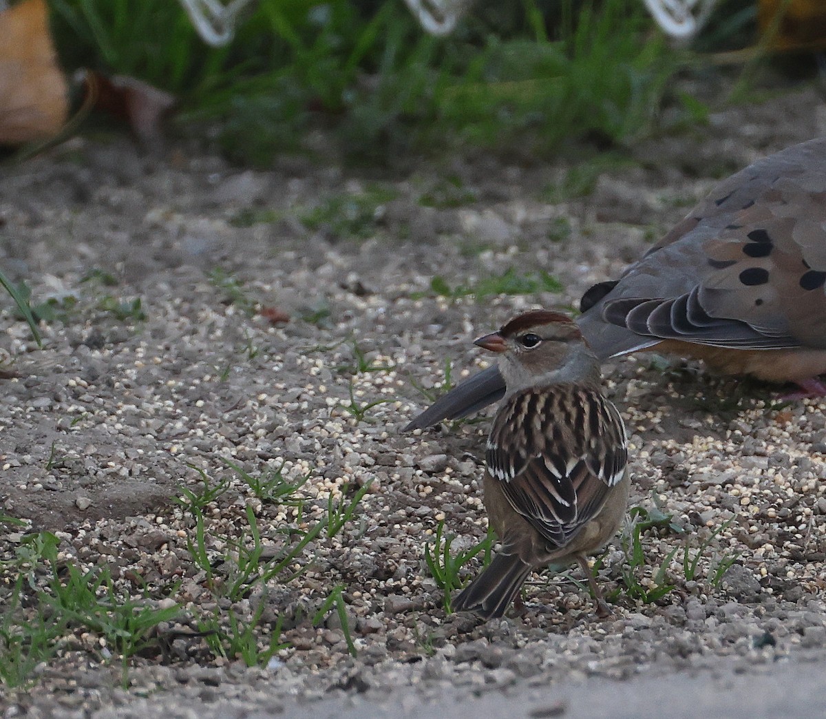 White-crowned Sparrow - ML642101569