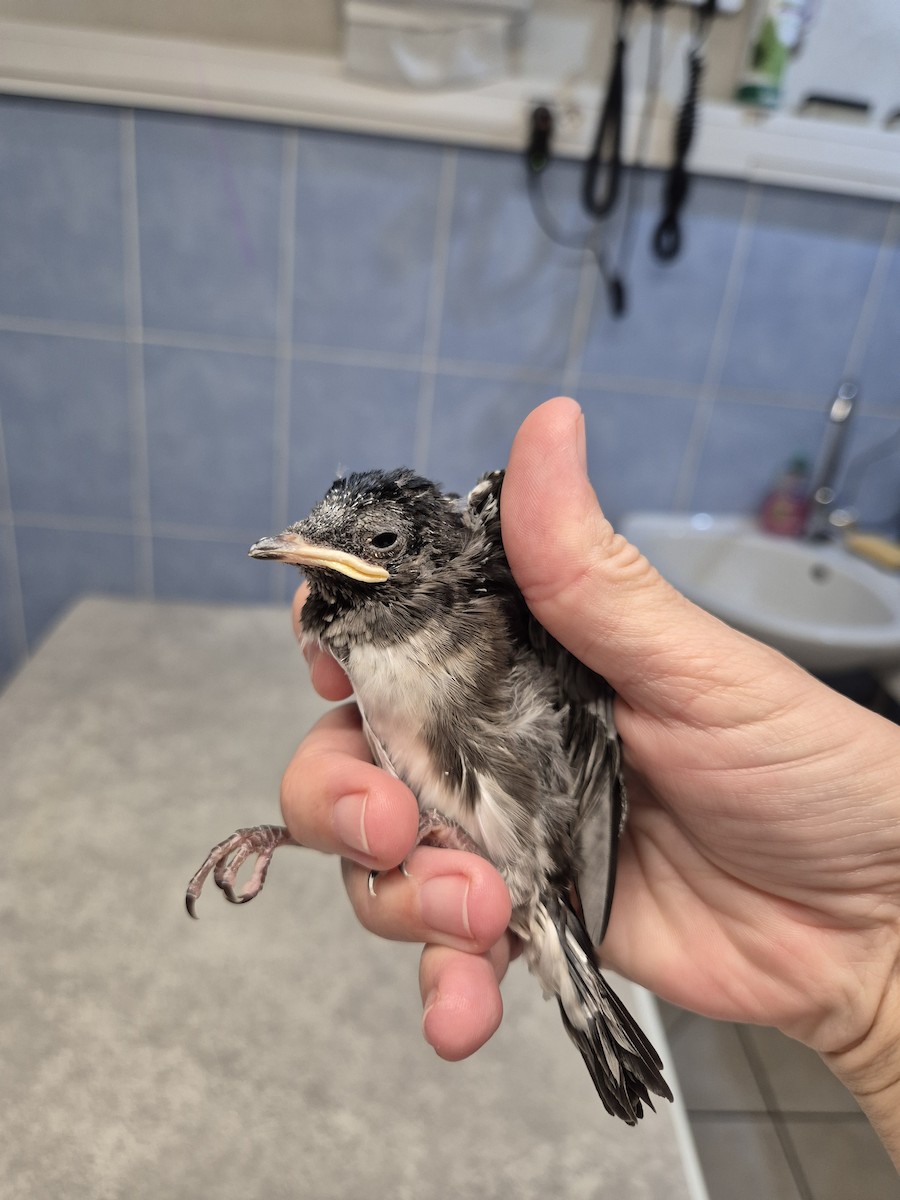 Caribbean Martin - ML642101616