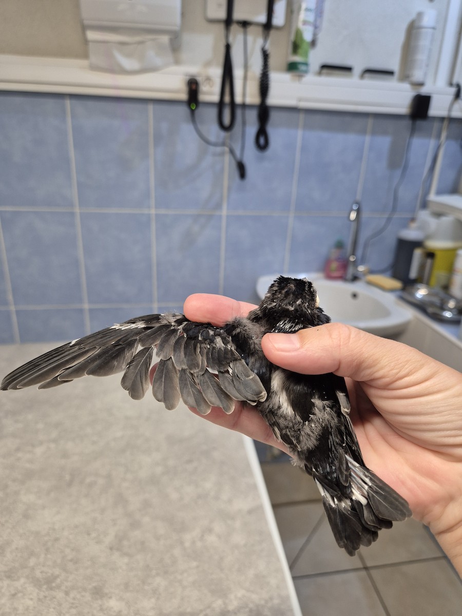 Caribbean Martin - ML642101617