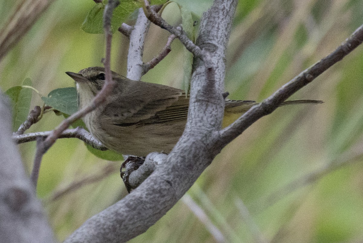 Palm Warbler (Western) - ML642101620