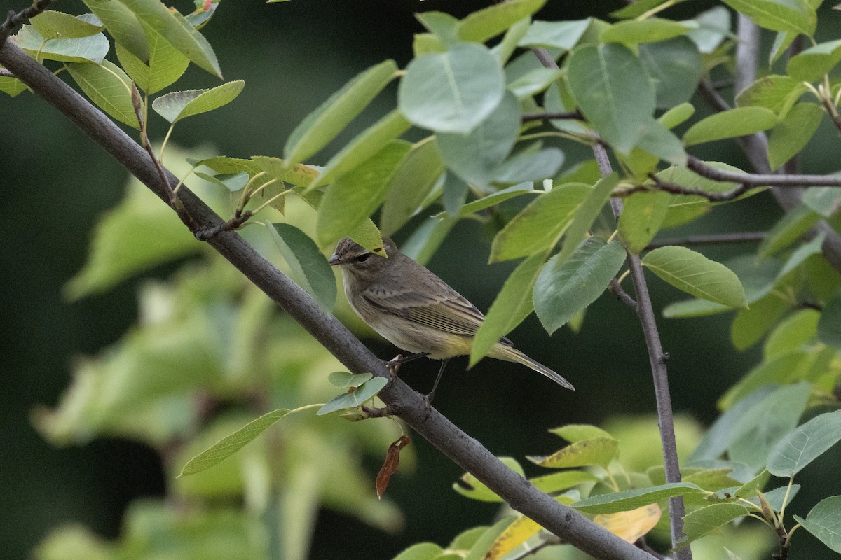 Palm Warbler (Western) - ML642101621