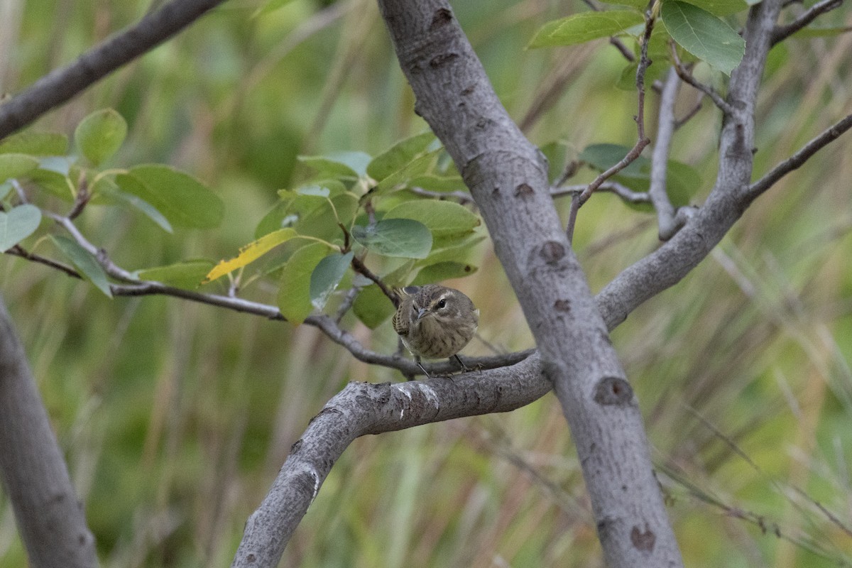 Palm Warbler (Western) - ML642101622
