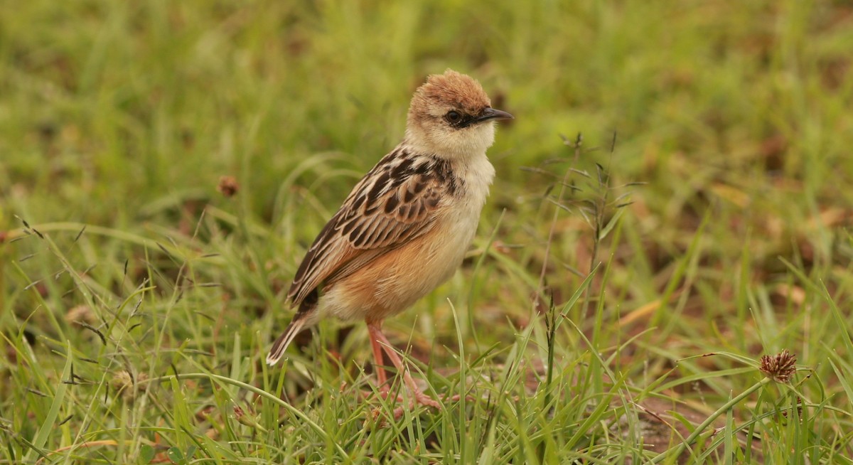 Pectoral-patch Cisticola - ML642101623