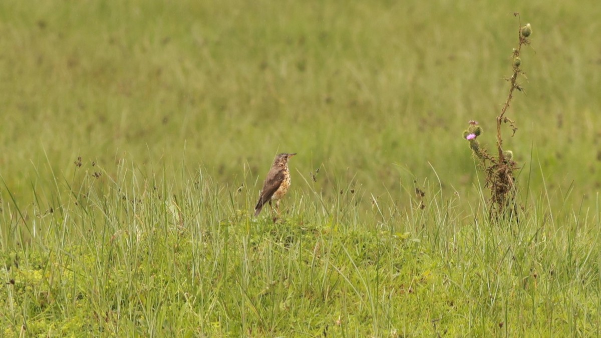 Ethiopian Thrush - ML642101628