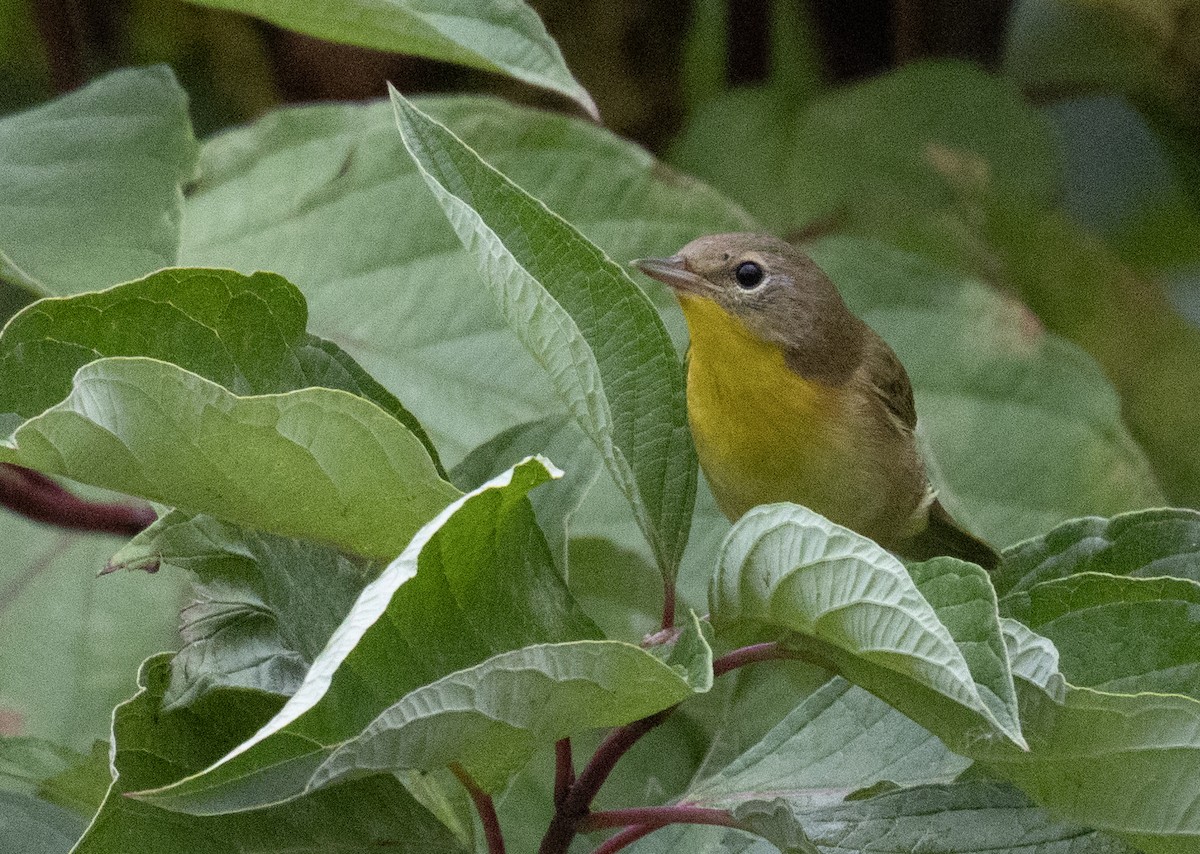 Common Yellowthroat - ML642101629