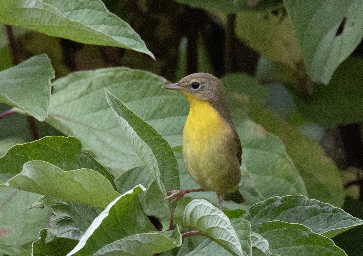 Common Yellowthroat - ML642101630