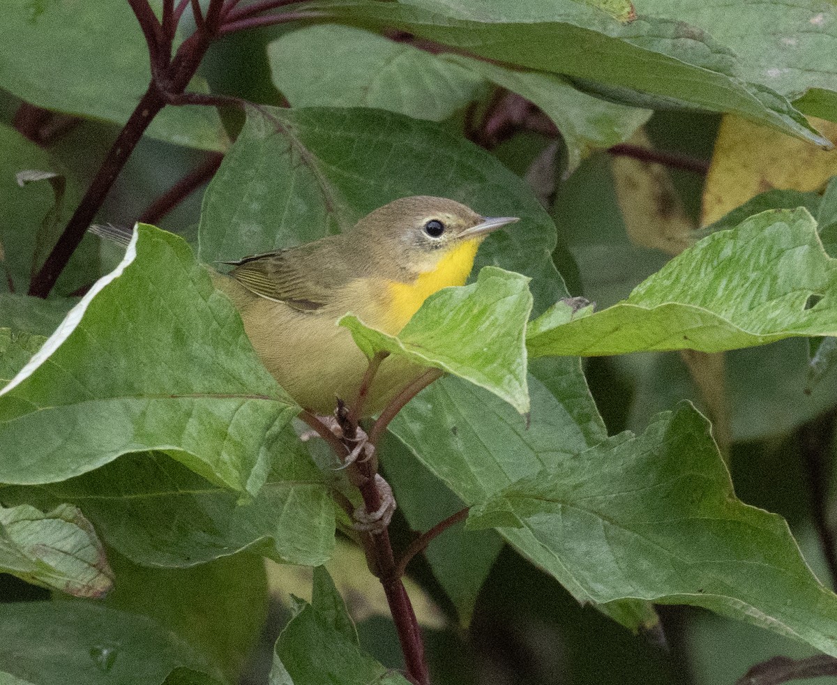Common Yellowthroat - ML642101631